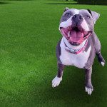 holiday service call